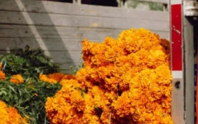 Manojos de flor de cempasúchil a la venta en un mercado de la Ciudad de México