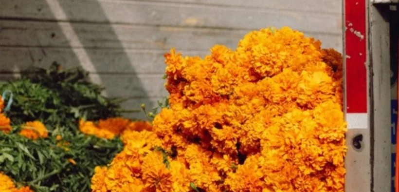 Manojos de flor de cempasúchil a la venta en un mercado de la Ciudad de México