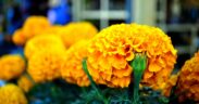 Flores de cempasúchil a la venta en un mercado de Xochimilco