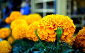 Flores de cempasúchil a la venta en un mercado de Xochimilco