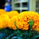 Flores de cempasúchil a la venta en un mercado de Xochimilco