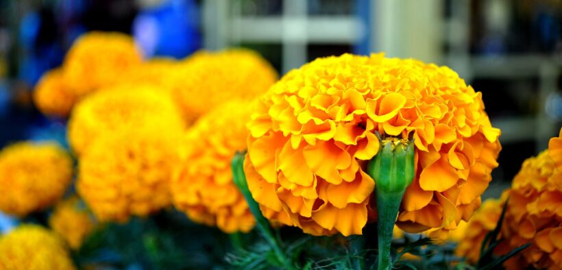 Flores de cempasúchil a la venta en un mercado de Xochimilco