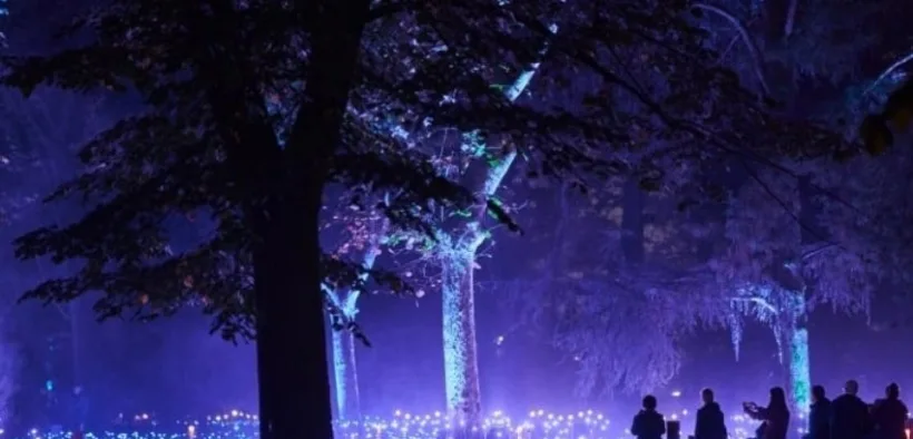 Árboles iluminados con luces azules y moradas y visitantes sentados en un recorrido nocturno de Light Cycles