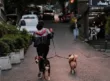 Mujer camina por una calle arbolada mientras pasea a dos perros con correa al atardecer