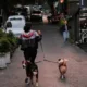 Mujer camina por una calle arbolada mientras pasea a dos perros con correa al atardecer