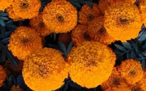 Flores de cempasúchil en plena floración para Día de Muertos