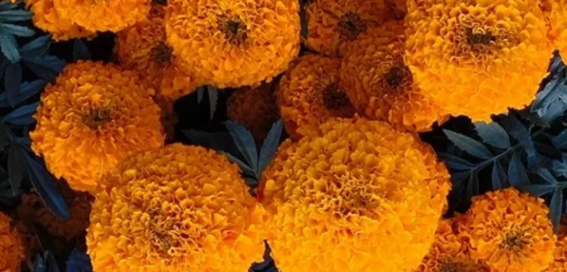 Flores de cempasúchil en plena floración para Día de Muertos