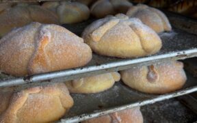 Panes de muerto recién horneados, espolvoreados con azúcar, en las charolas de una panadería